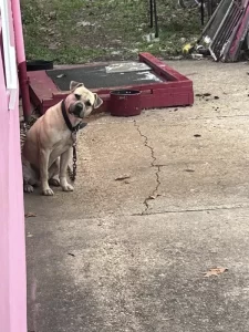 All4sdog1